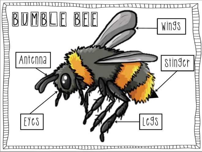 Bumble Bee Diagram