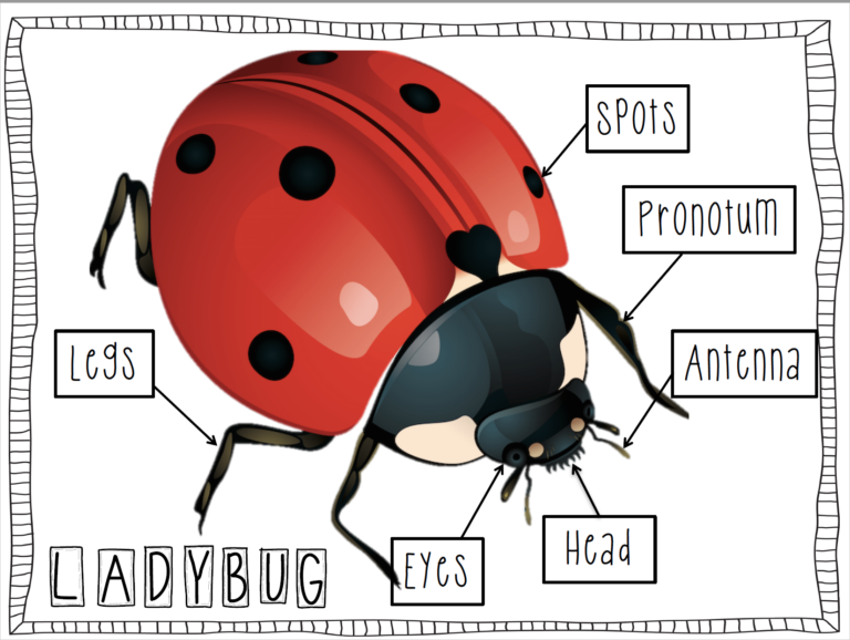 Anatomy Of A Ladybug